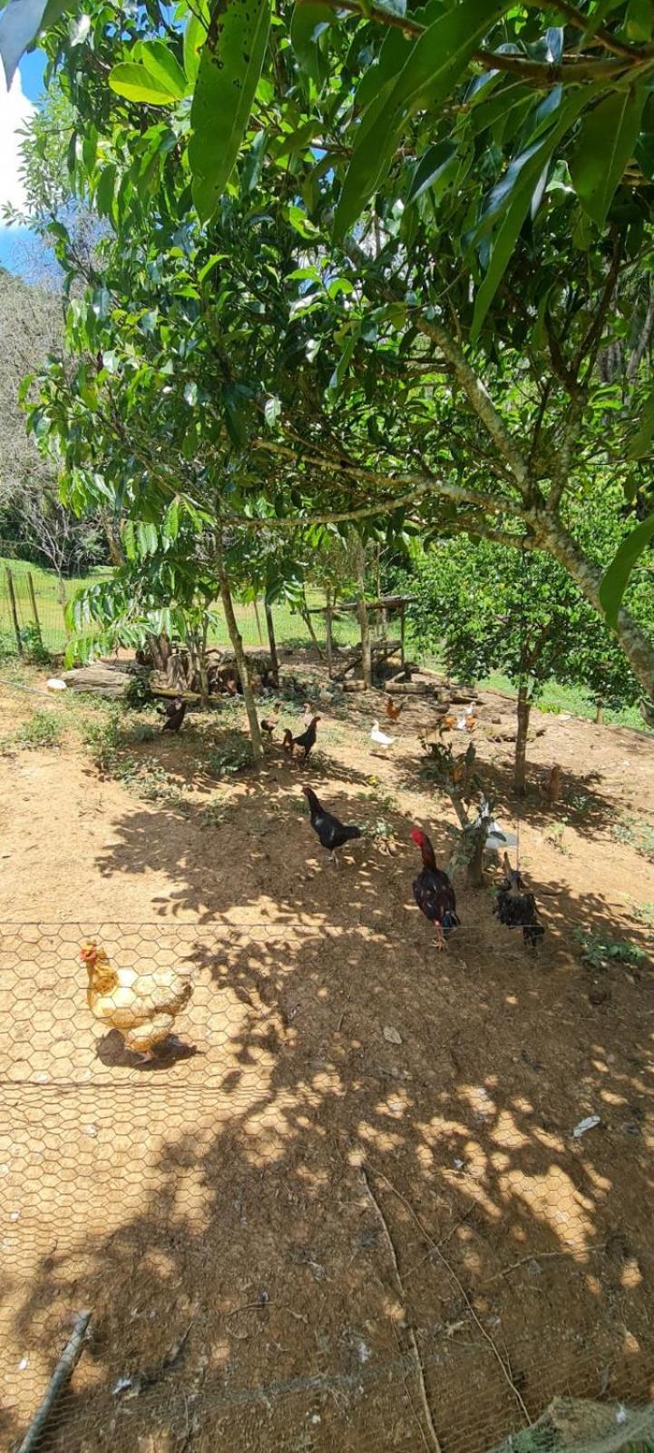 茹基蒂巴Sitio Saramandaia别墅 外观 照片